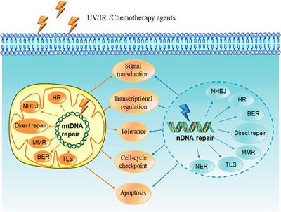 Frontiers | DNA Repair Pathways In Cancer Therapy And Resistance